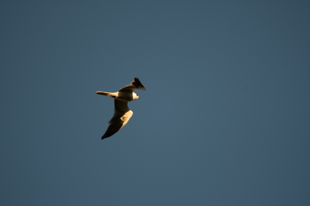 White-tailed Kite - David Ornellas