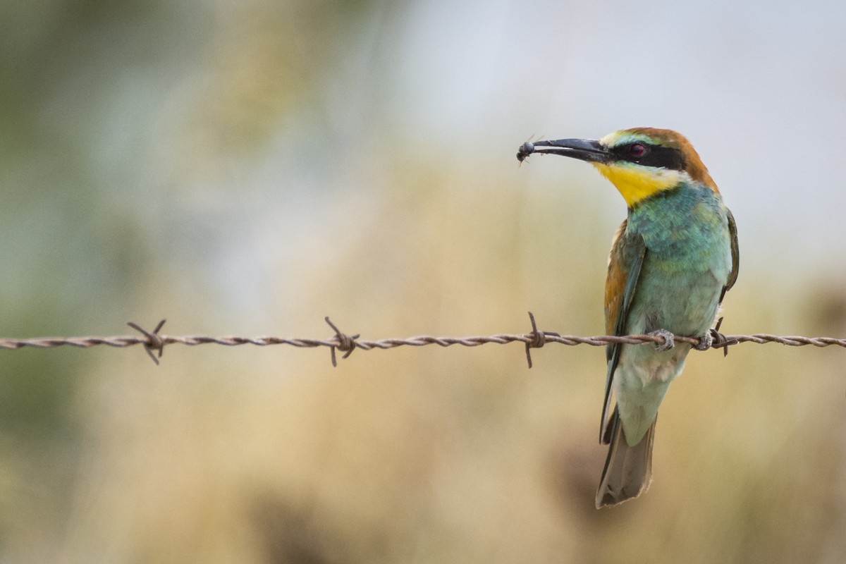 European Bee-eater - Fátima Garrido Ceacero