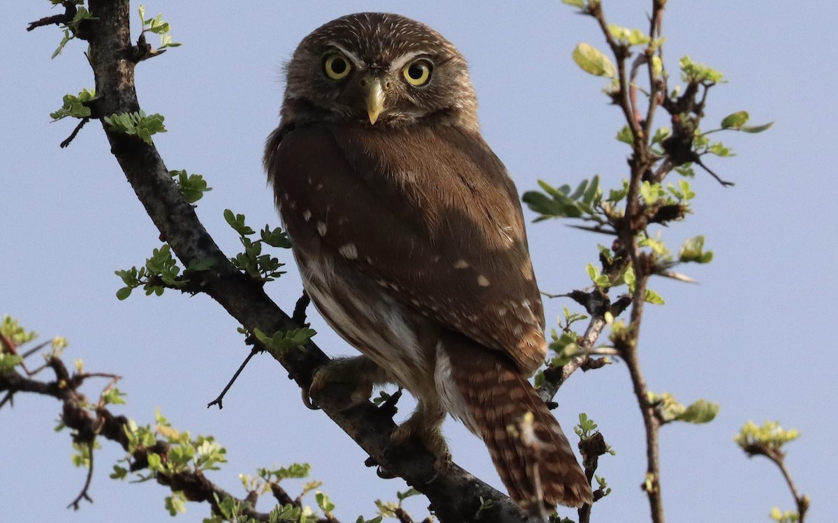 Ferruginous Pygmy-Owl - Ricardo Lopez Z.
