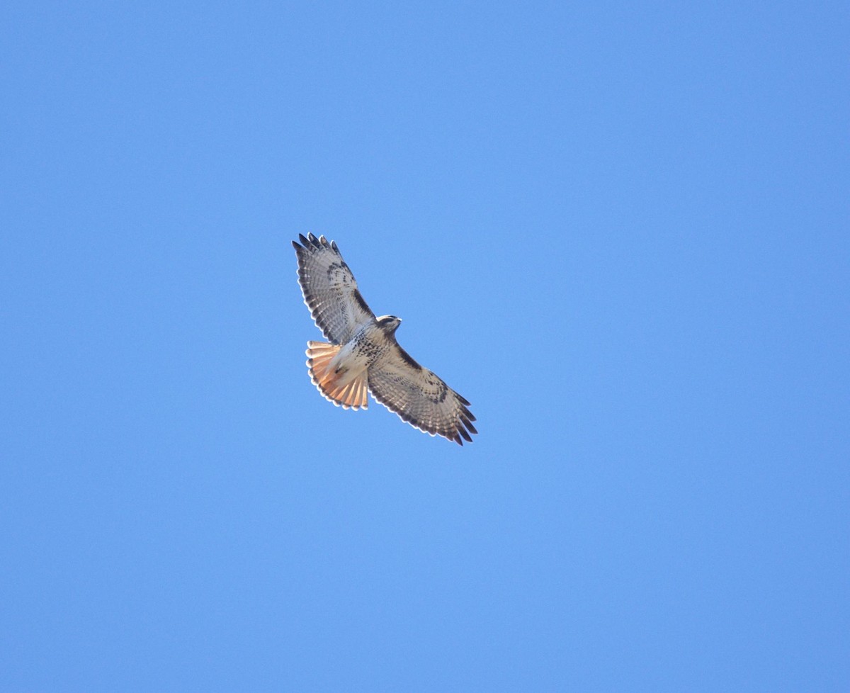 Red-tailed Hawk - ML227168251