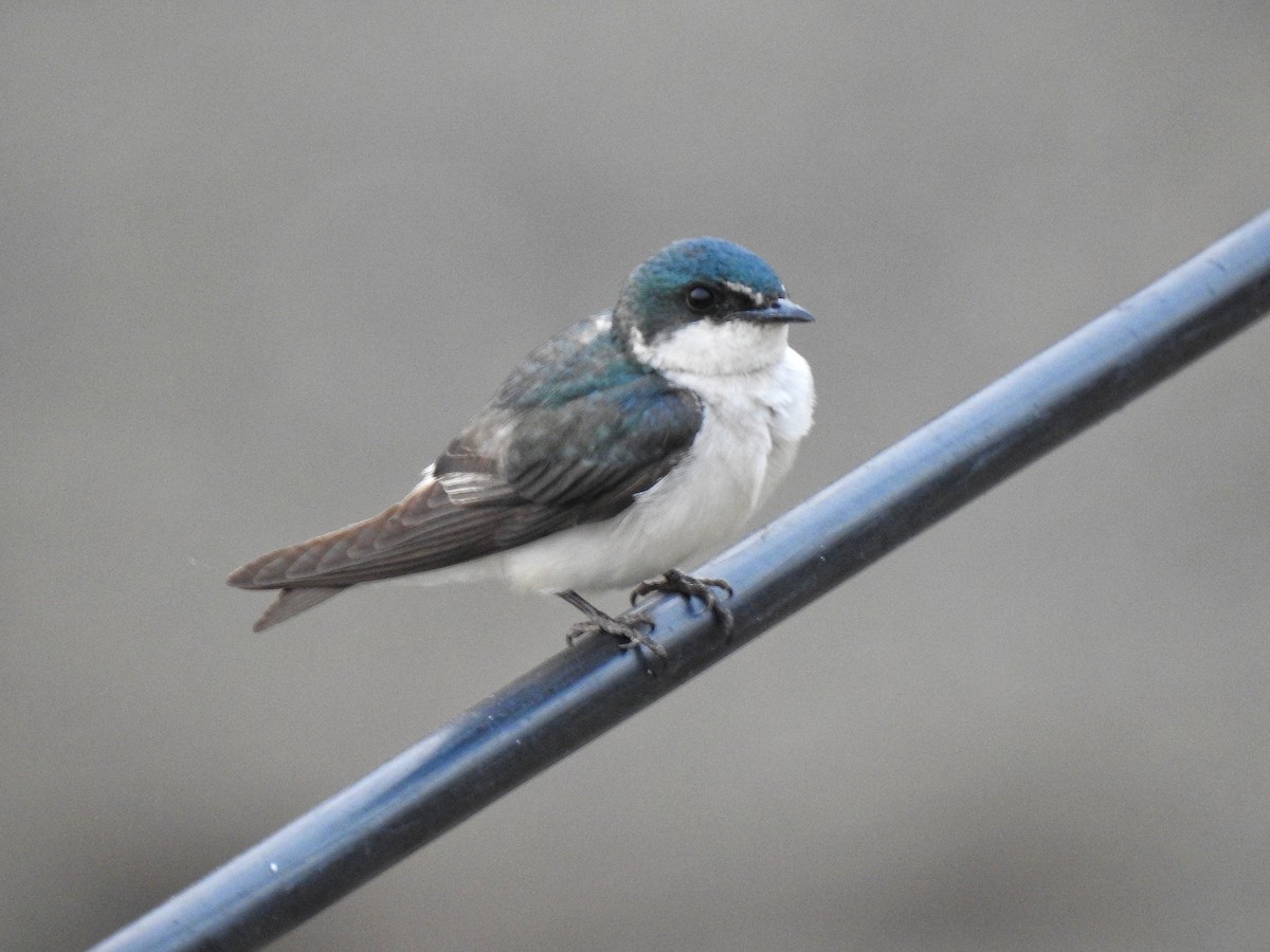 Mangrove Swallow - Anonymous