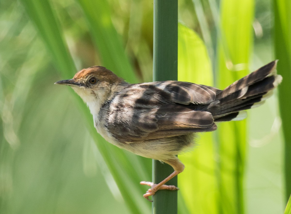 Carruthers's Cisticola - ML227173311