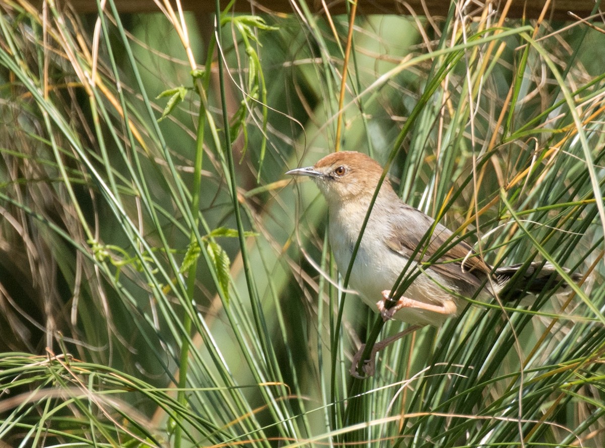 Carruthers's Cisticola - ML227173321
