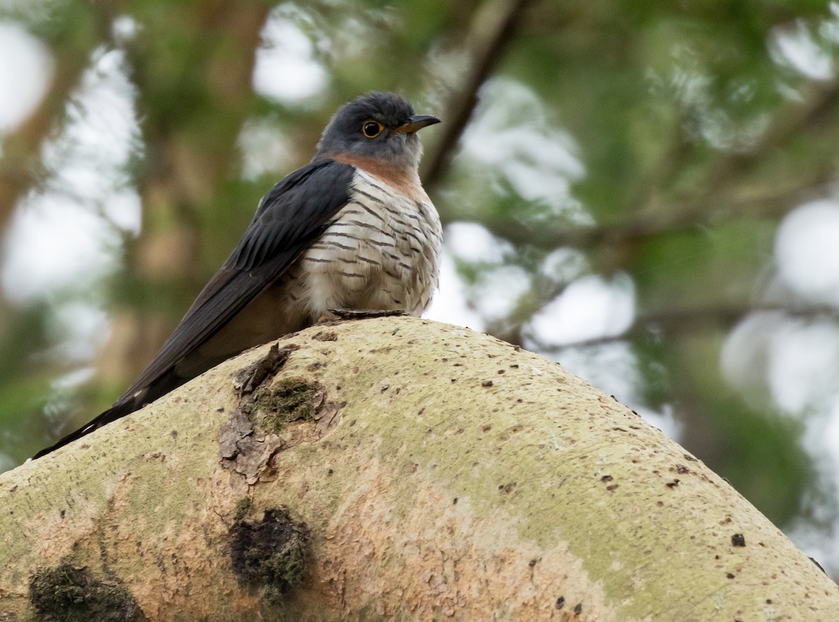 Red-chested Cuckoo - John Sterling