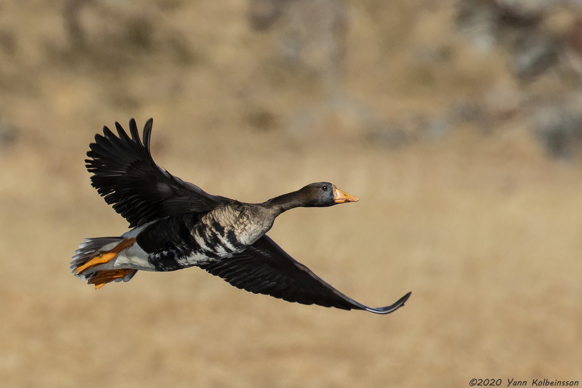 Greater White-fronted Goose (Greenland) - Yann Kolbeinsson