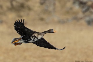 Greater White-fronted Goose (Greenland), ML227179491
