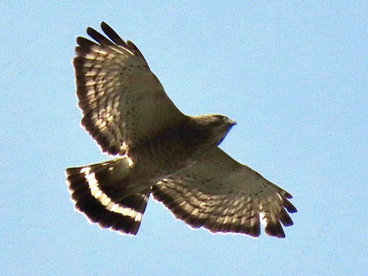 Broad-winged Hawk - ML227184391