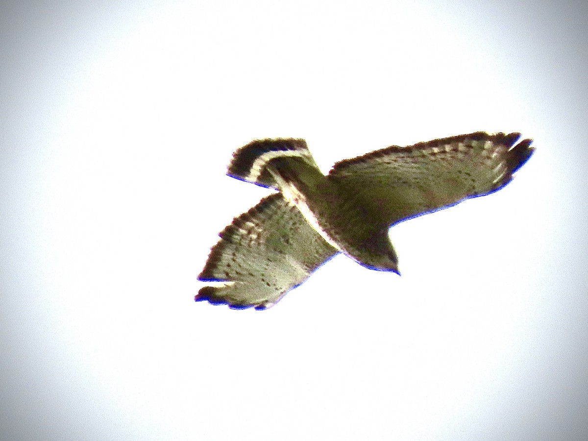 Broad-winged Hawk - ML227184401