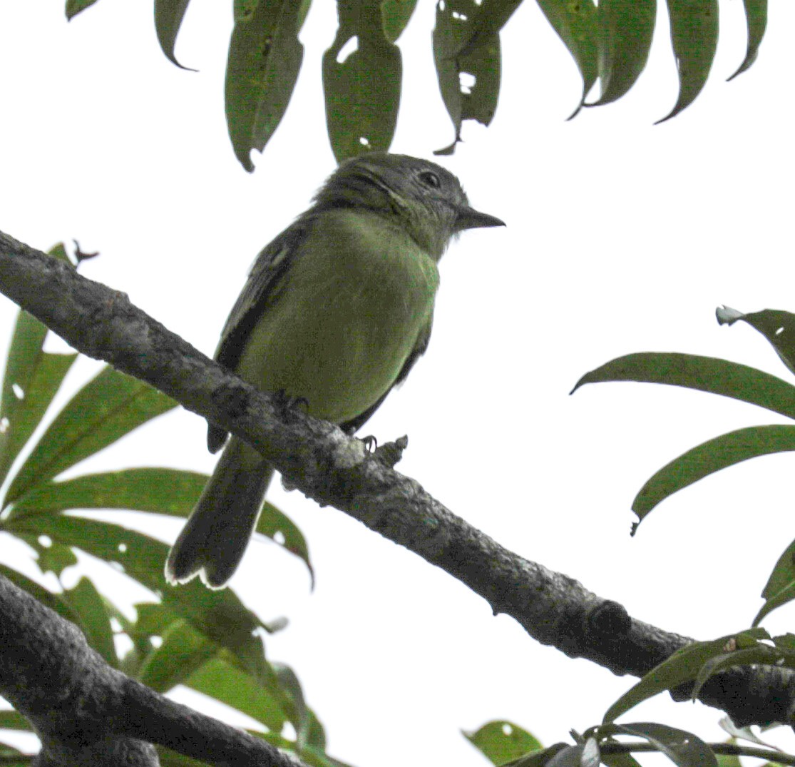 Yellow-crowned Tyrannulet - ML227187361