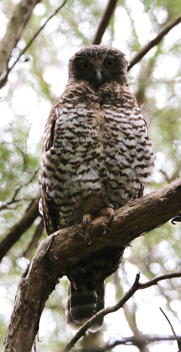 Powerful Owl - Richard Waring