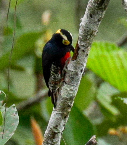 Yellow-tufted Woodpecker - ML227188761