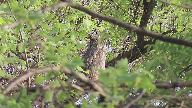 Great Horned Owl - ML227190351