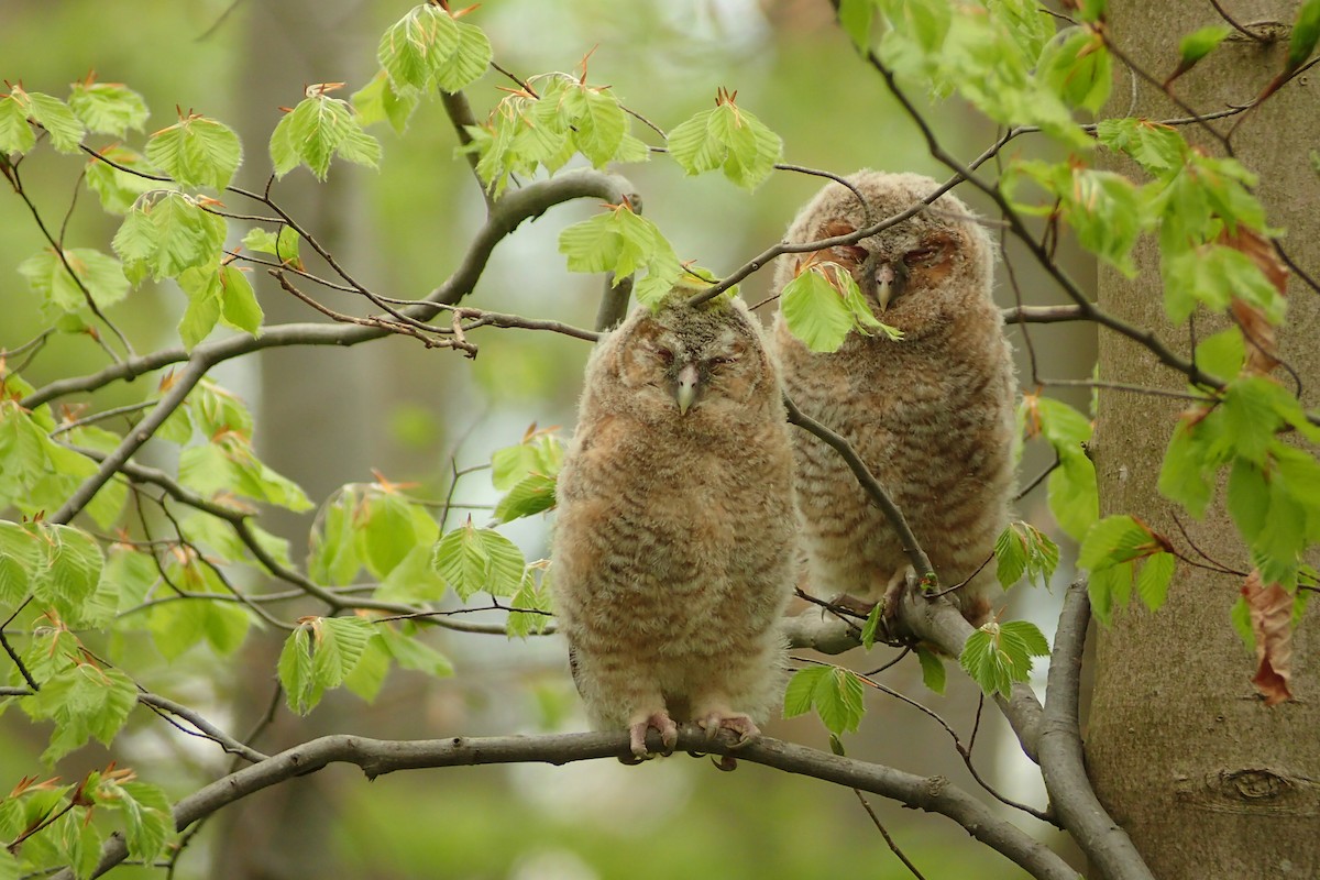 Tawny Owl - Philip Steinhoff