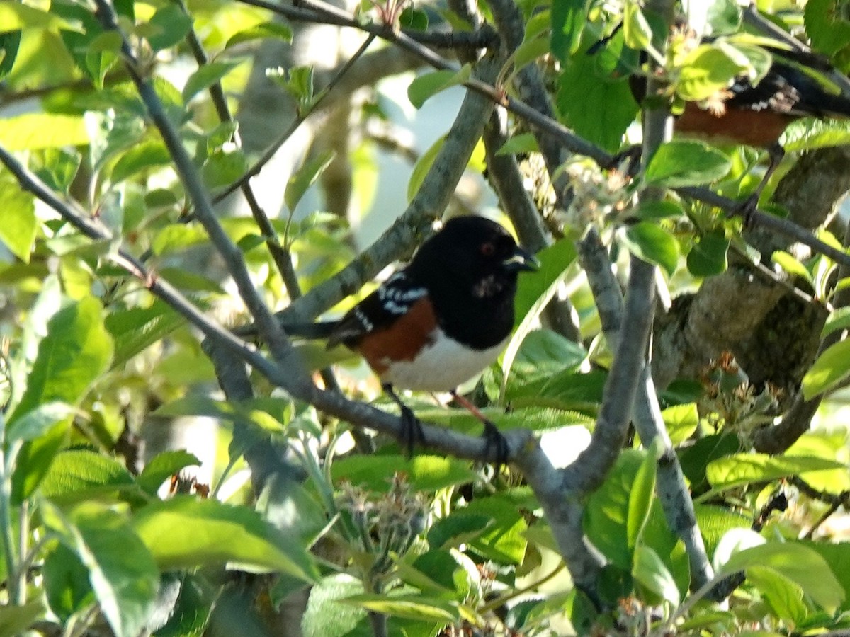 Spotted Towhee - ML227196841