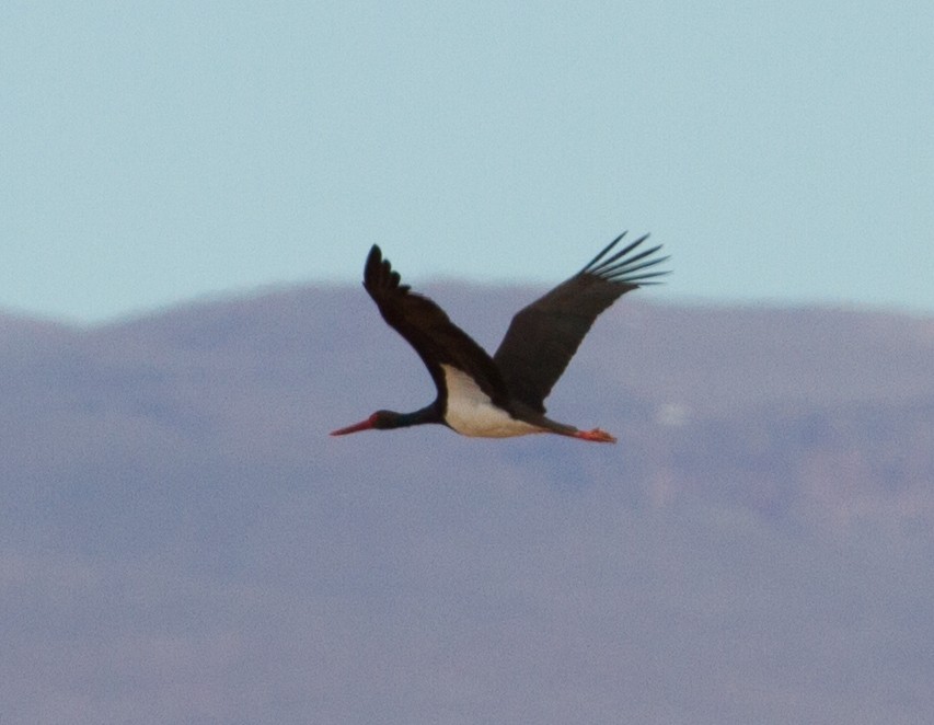 Black Stork - José Martín