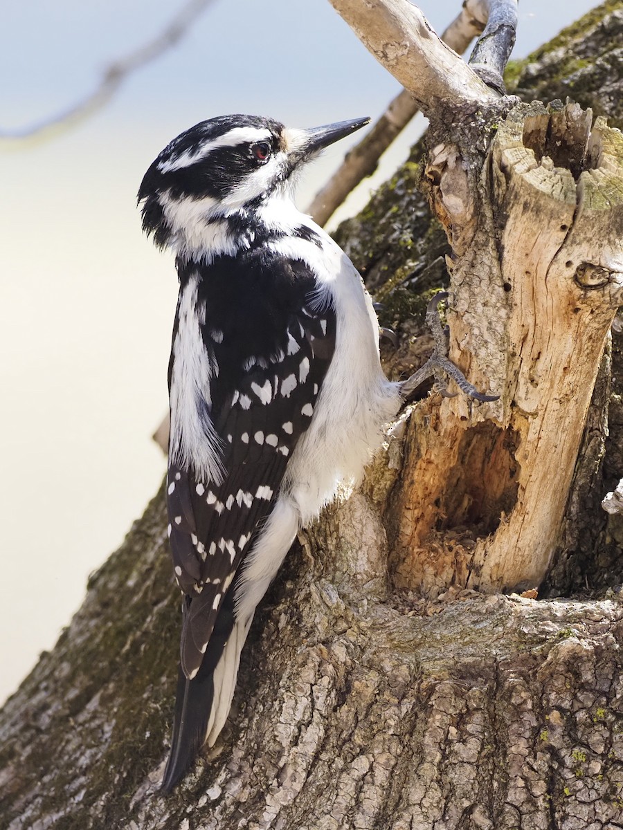 Hairy Woodpecker - Denis Allard