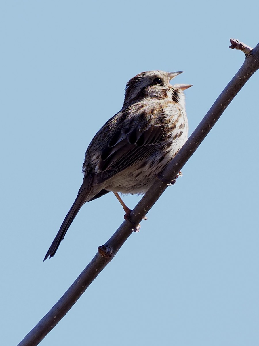 Song Sparrow - Denis Allard