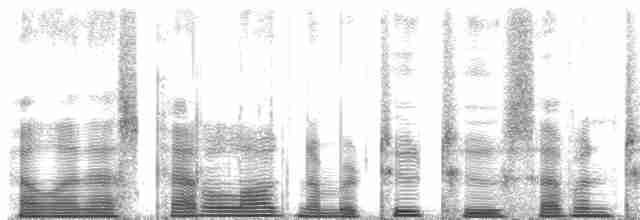  - Belford's Melidectes