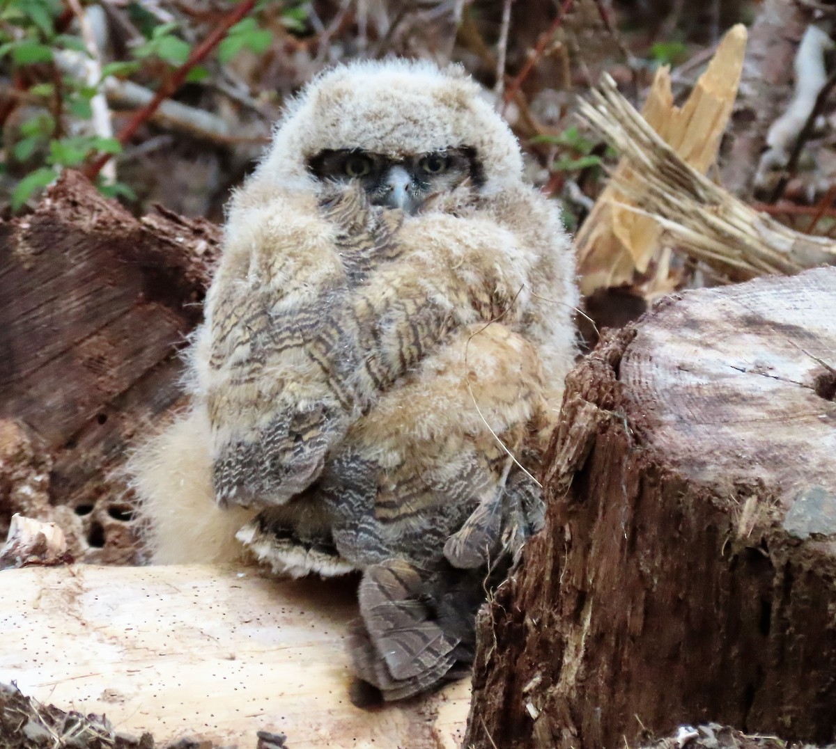 Great Horned Owl - ML227201911