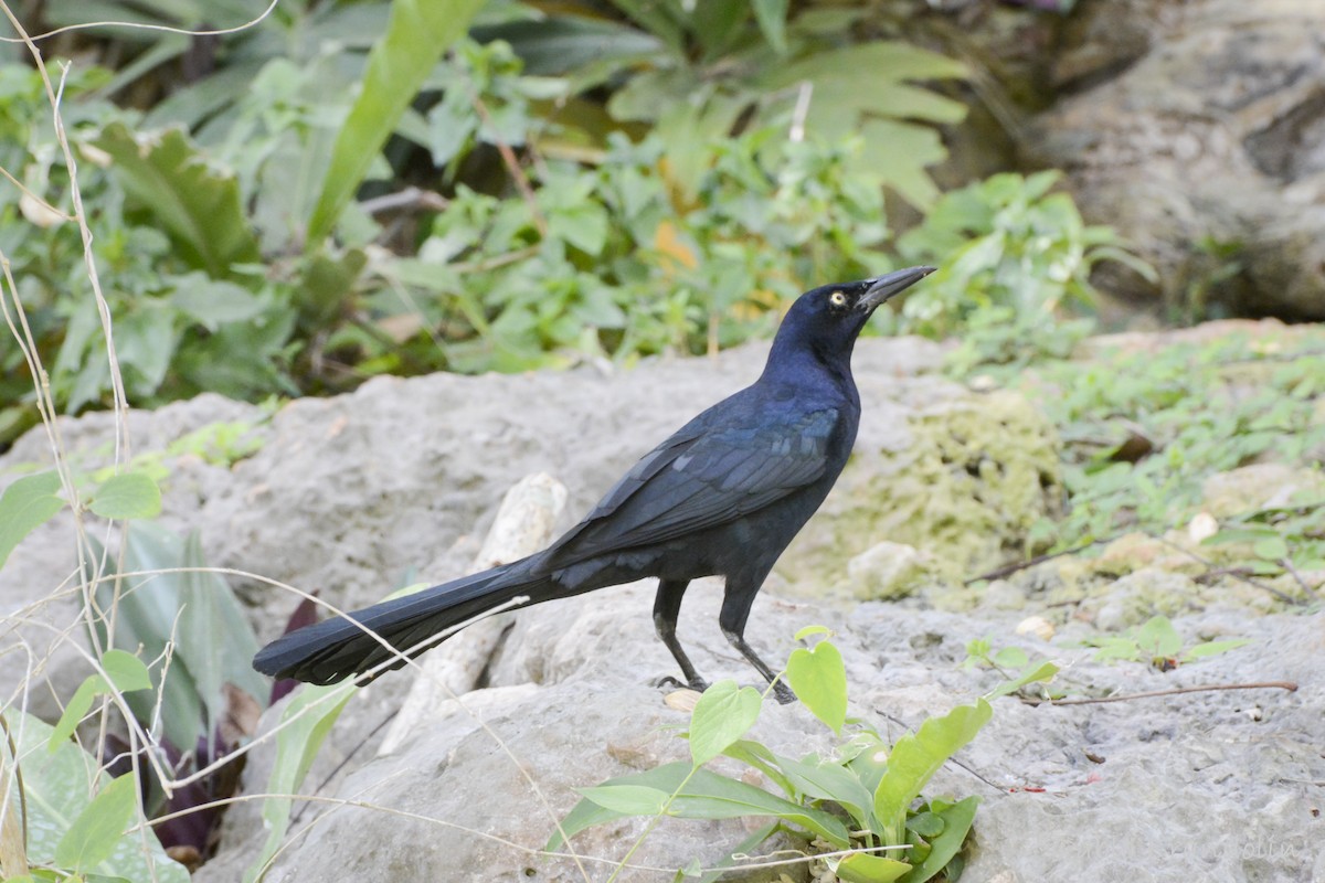 Great-tailed Grackle - ML227204011