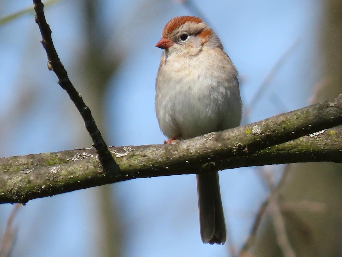 Field Sparrow - David Cooney Jr