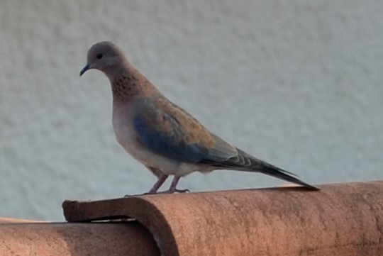 Laughing Dove - ML227208791
