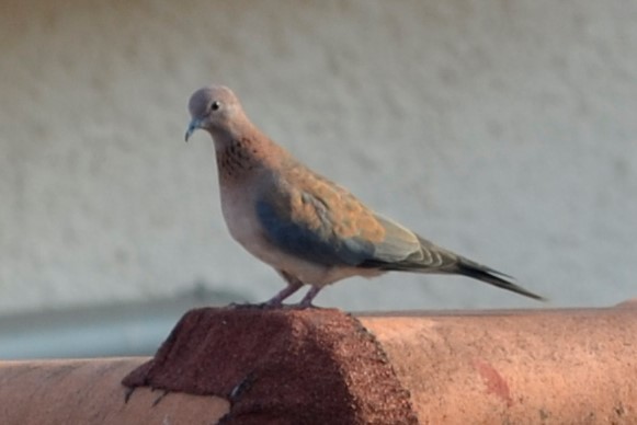 Laughing Dove - ML227208801