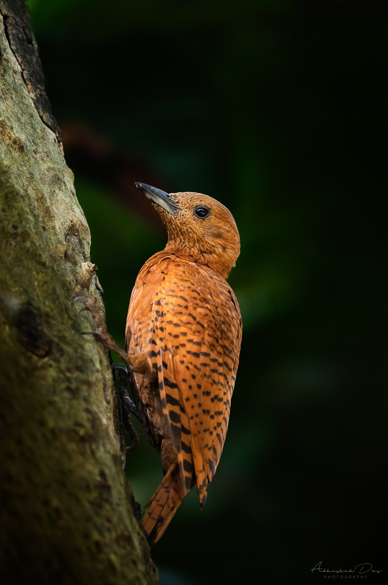 Rufous Woodpecker - ML227211821