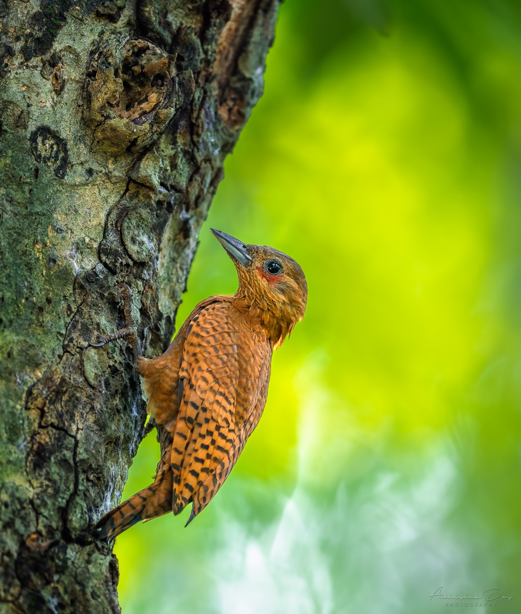 Rufous Woodpecker - ML227211841