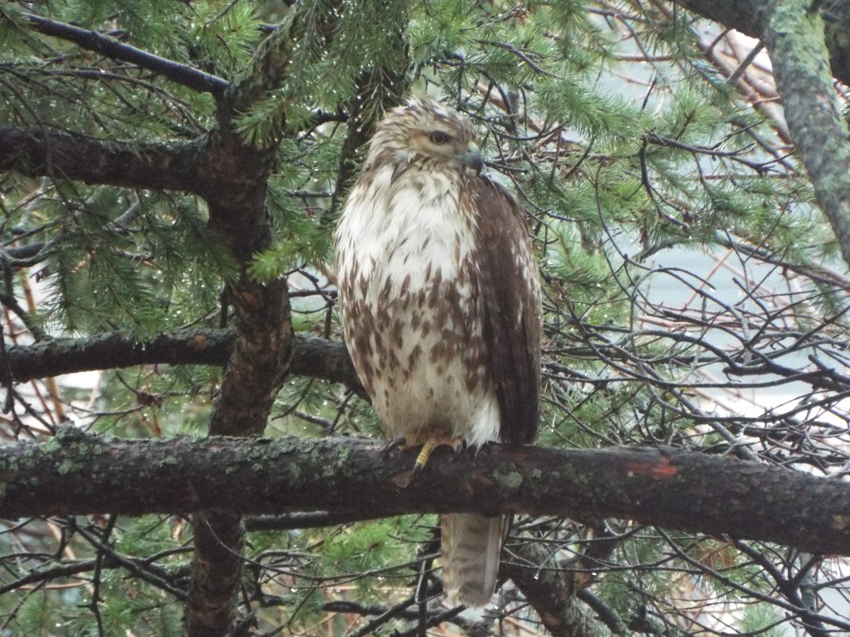Red-tailed Hawk (borealis) - ML227213361