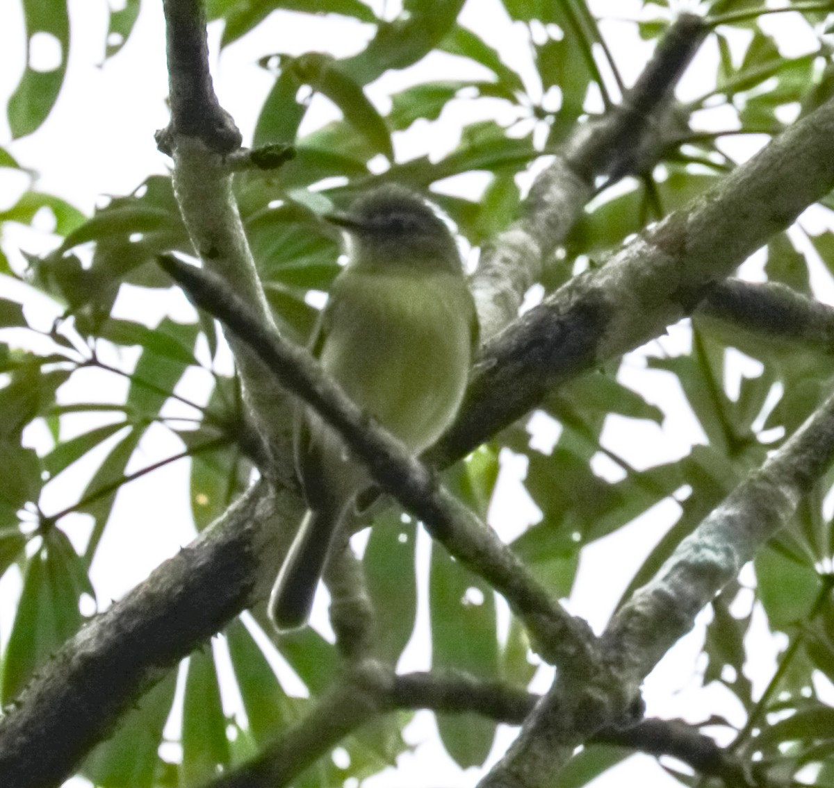 Gray-crowned Flatbill - ML227216591