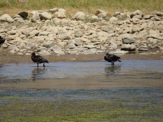 Spur-winged Goose, ML227218211