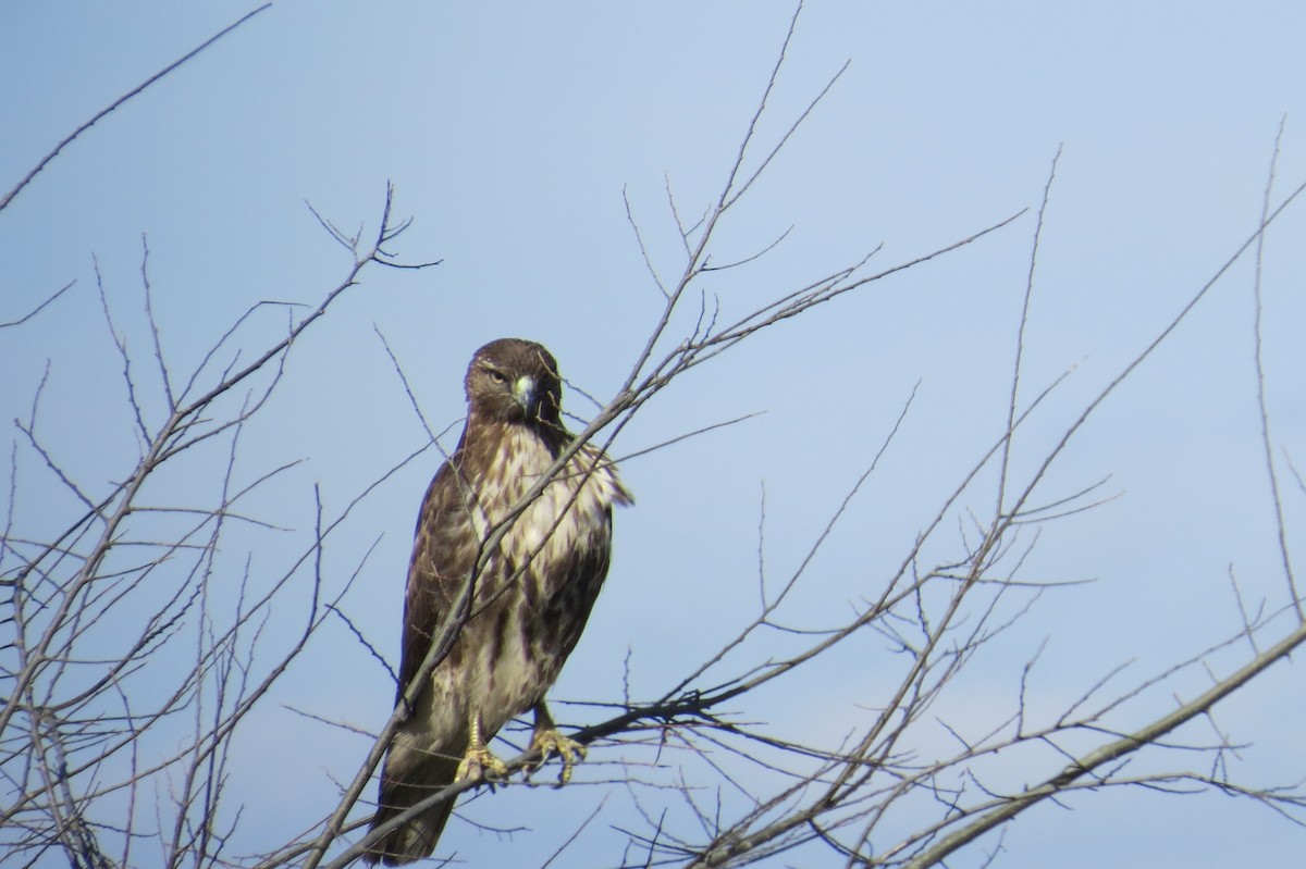 Red-tailed Hawk - ML22721851