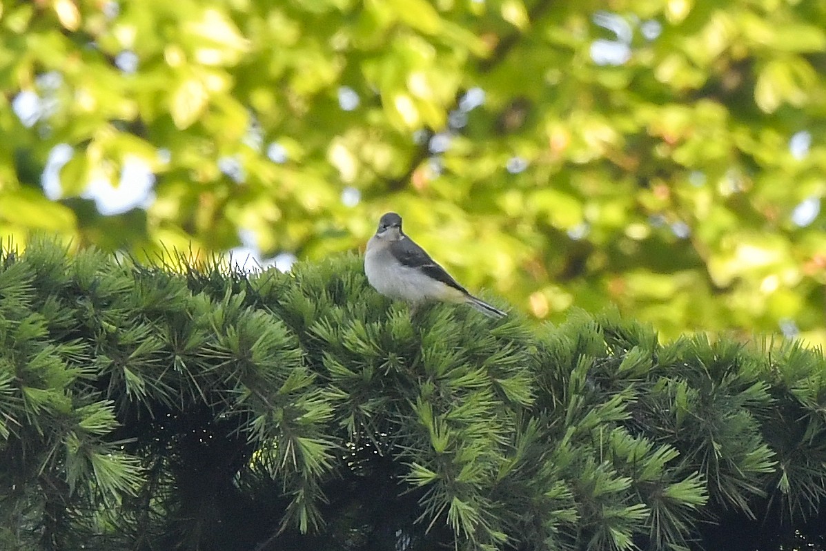 Gray Wagtail - Magnus Andersson