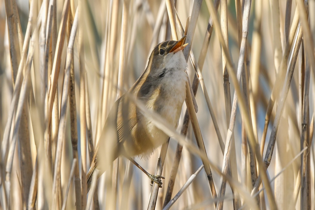 Common Reed Warbler - Magnus Andersson