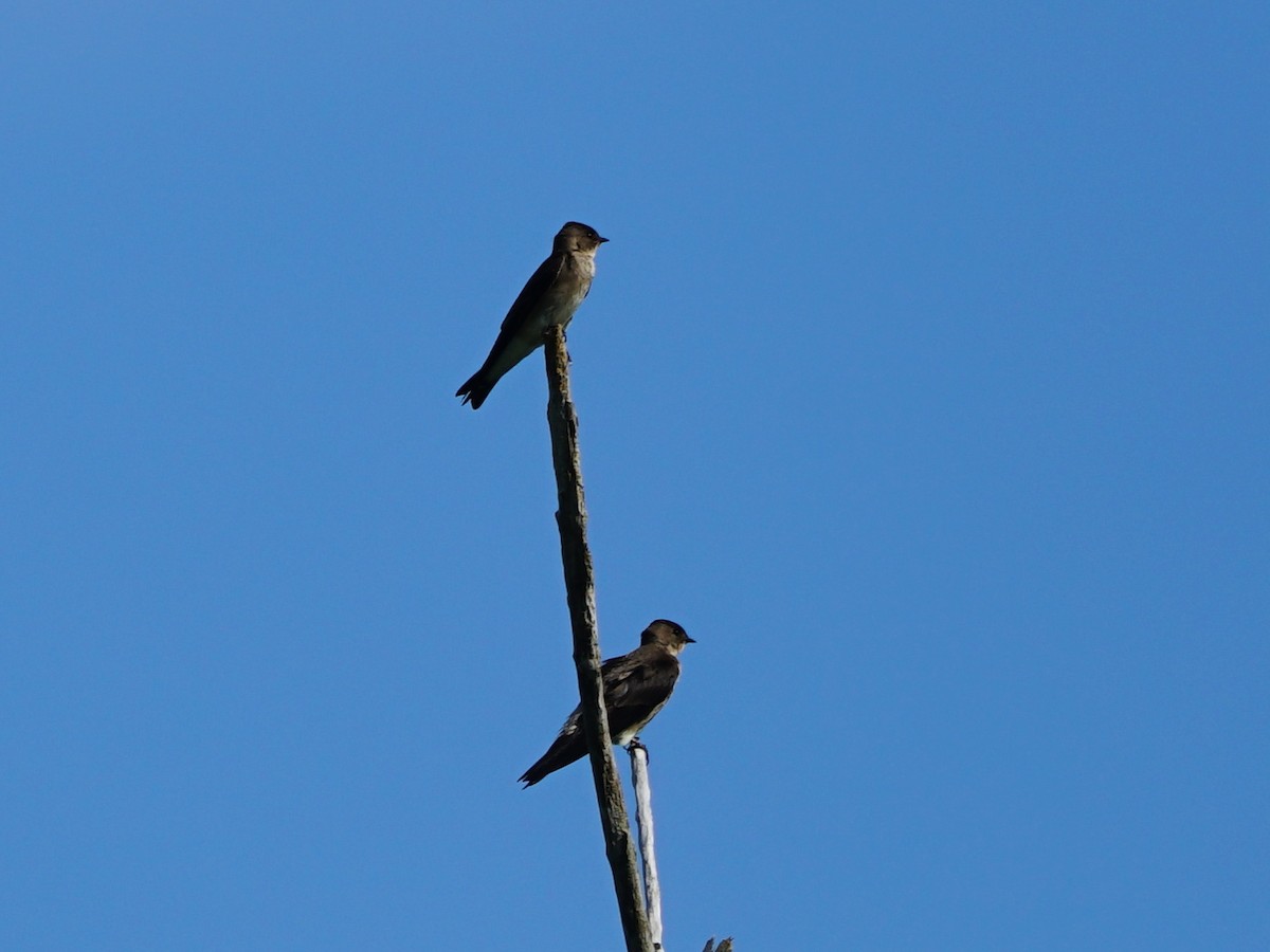 Southern Rough-winged Swallow - Erich Hetzel