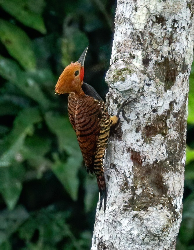 Ringed Woodpecker - Susan Mac