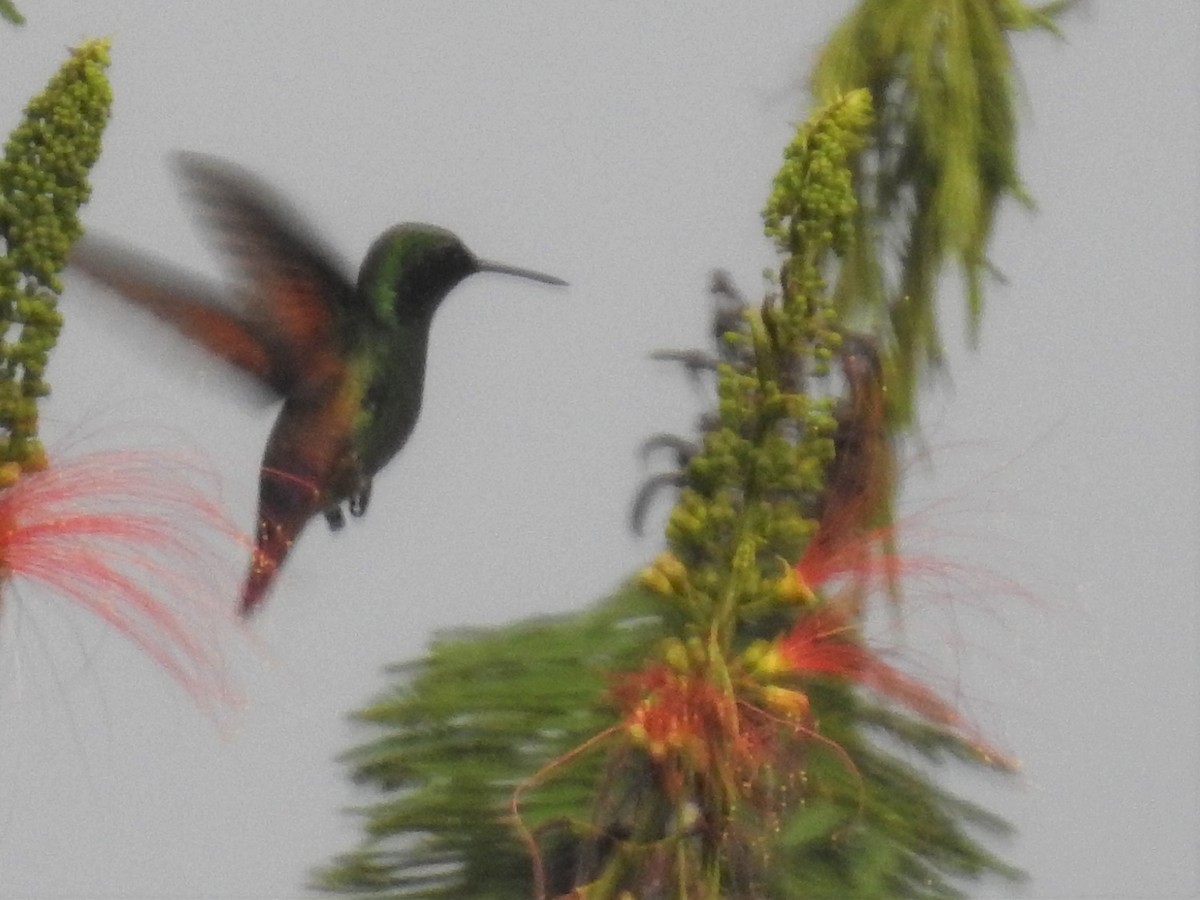 Berylline Hummingbird - Heidi Pasch de Viteri
