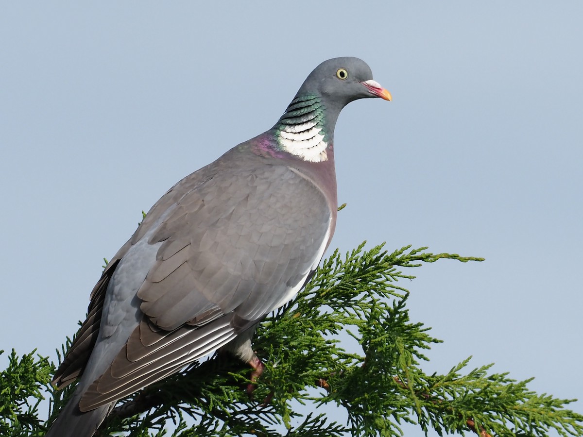 Common Wood-Pigeon - ML227222391