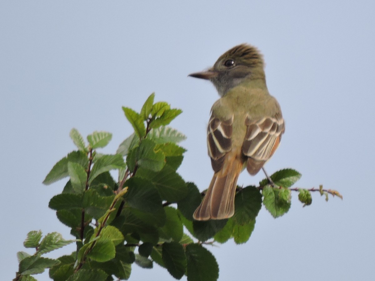 Great Crested Flycatcher - ML227224851