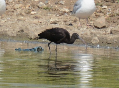 Glossy Ibis - Kevin Guest
