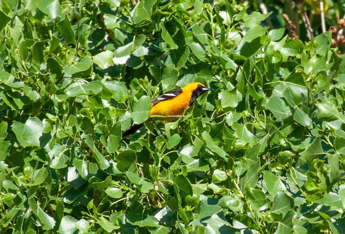 Hooded Oriole (nelsoni Group) - ML227235971