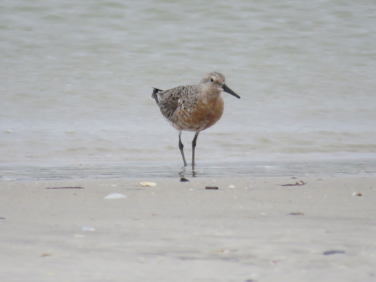 Red Knot - ML227239751