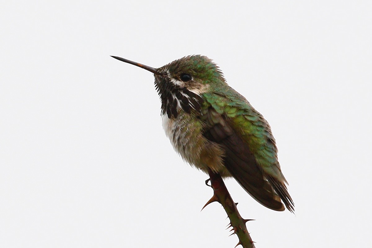 Calliope Hummingbird - Jim Parrish