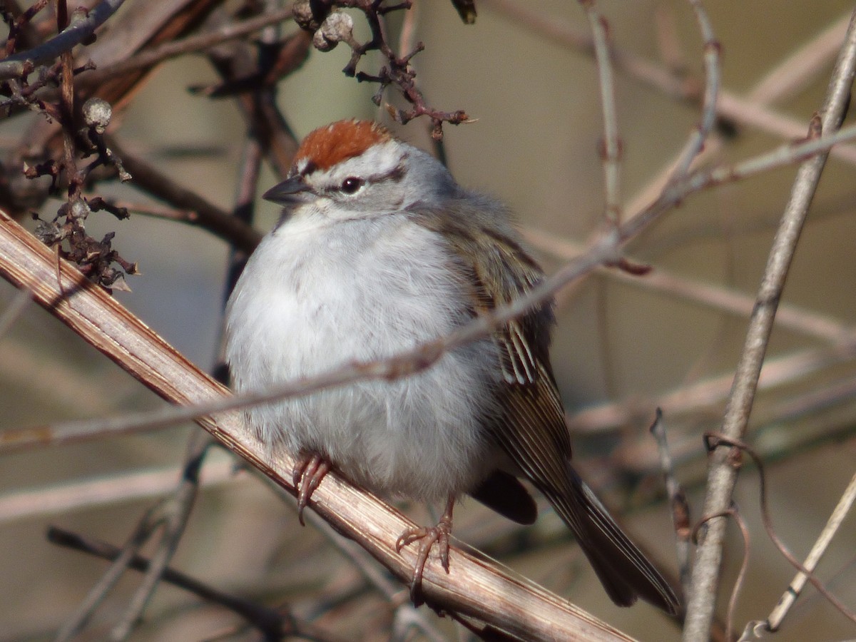 Chipping Sparrow - ML227244741