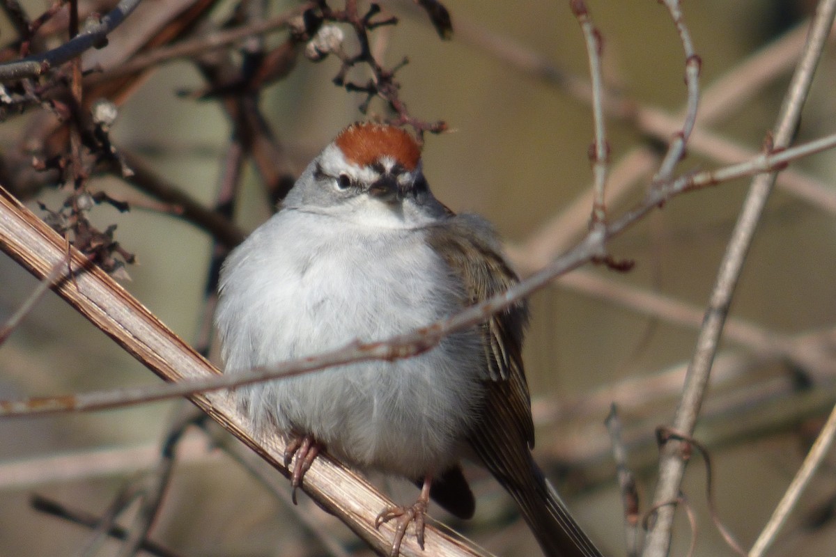 Chipping Sparrow - ML227244771