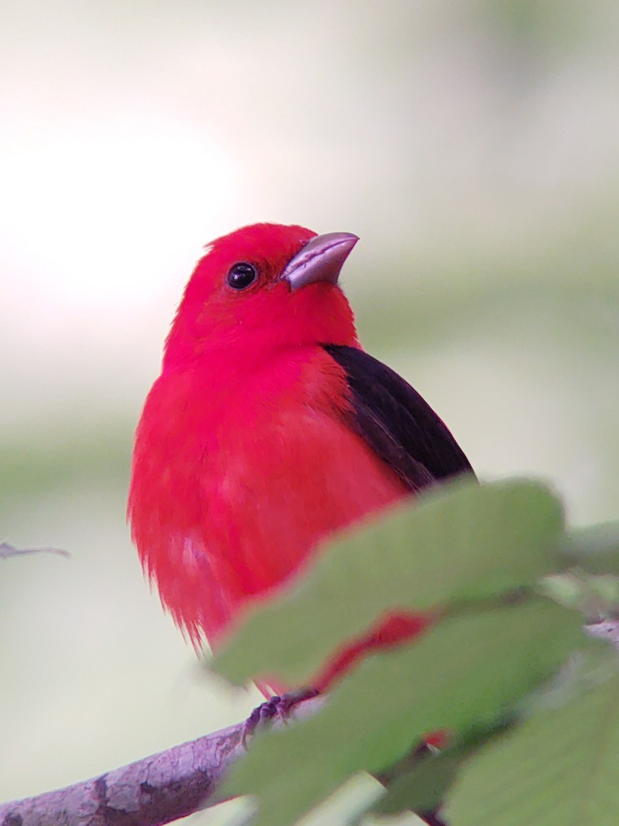 Scarlet Tanager - ML227249891