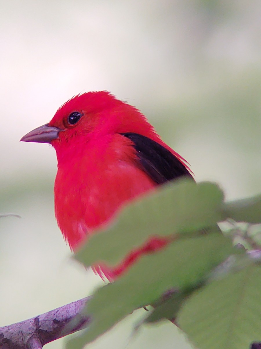 Scarlet Tanager - ML227250081