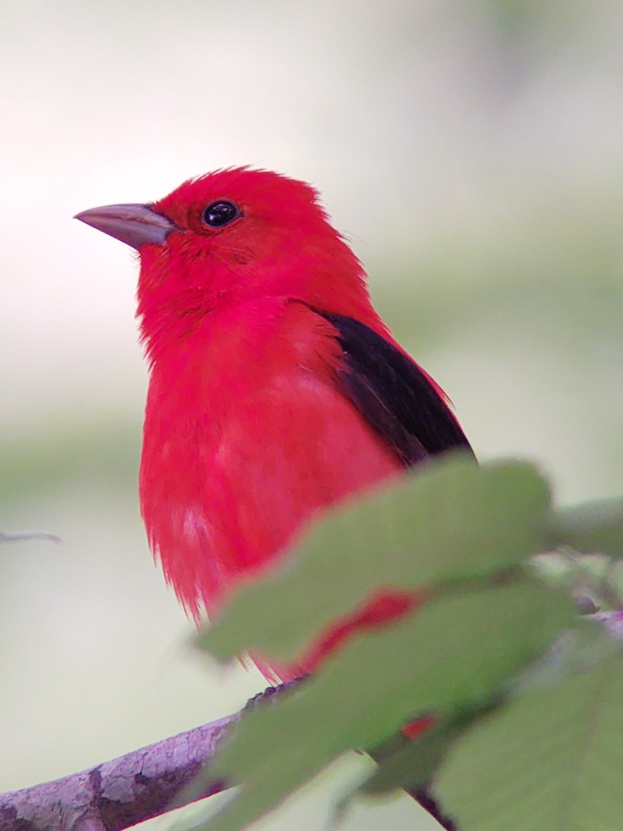 Scarlet Tanager - ML227250151