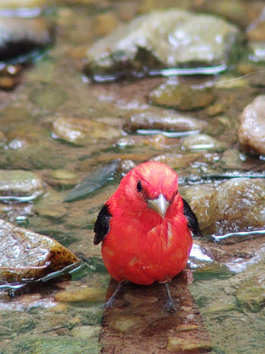 Scarlet Tanager - ML227250251